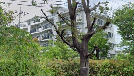 �����s�����q�s����4���ڂ̒��Ã}���V�����̉摜